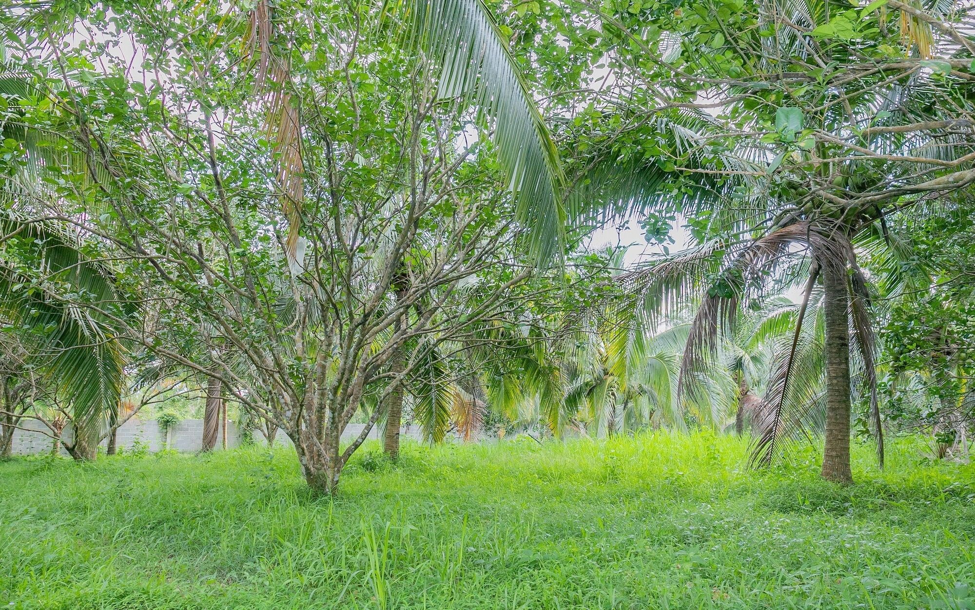 Phu Quoc Pomelo Garden Lägenhet Exteriör bild